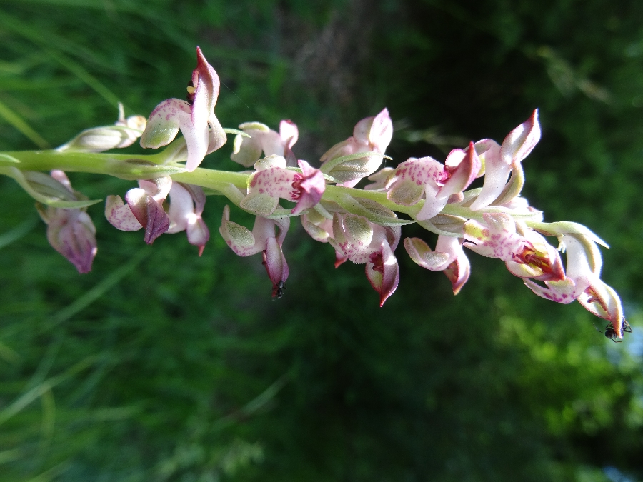 Orchis cariophora ssp fragrans 5 wantsenorchis (zweden 2017).JPG