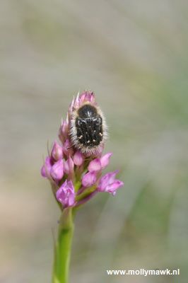 Anacamptis pyramidalis, Var Fr, 28-29-04-2009 09_resize.JPG
