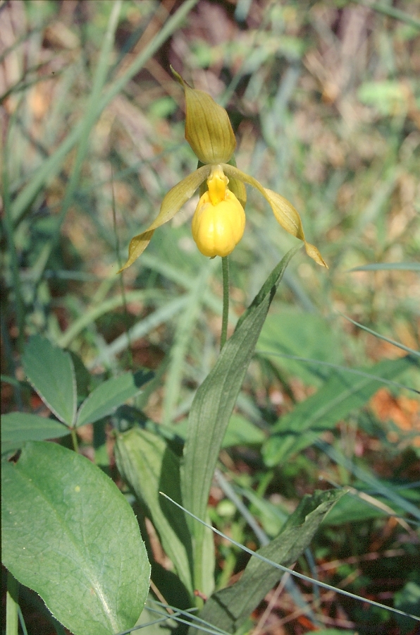 Cypripedium calceolus ondersoort 1.jpg