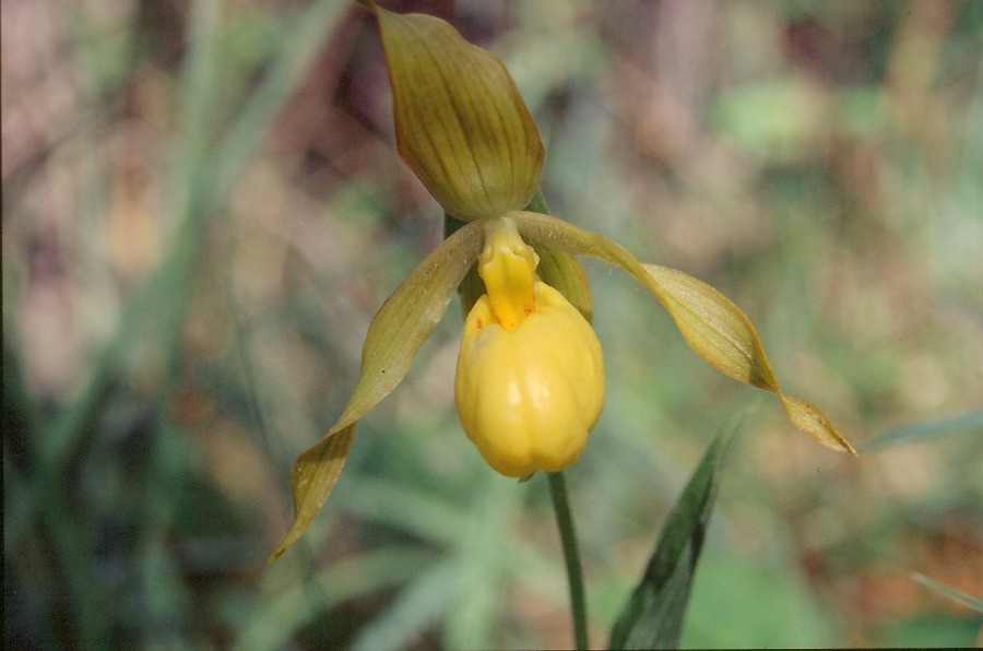 Cypripedium calceolus ondersoort 2.jpg