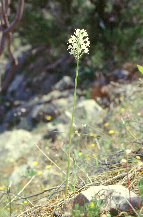 Anacamptis pyramidalis 1.jpg