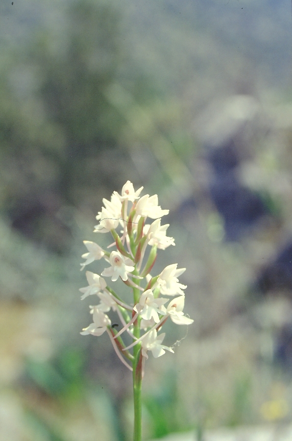 Anacamptis pyramidalis 2.jpg