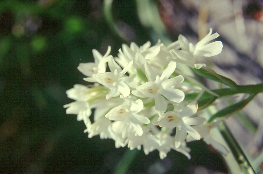 Anacamptis pyramidalis 3.jpg