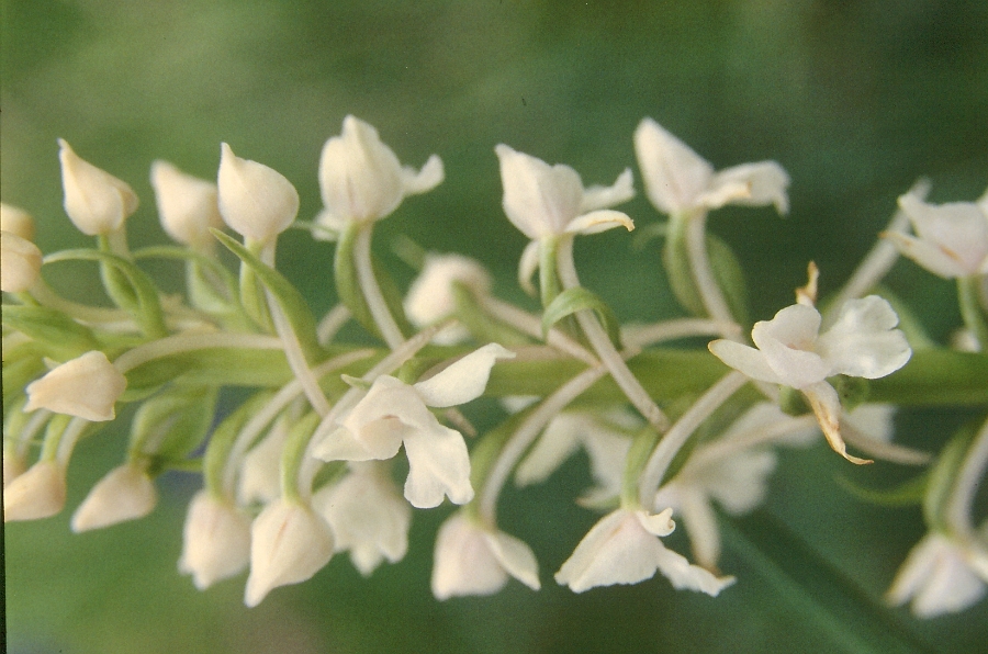 Gymnadenia conopsea 3.jpg