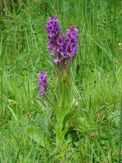 Dactylorhiza 1.jpg