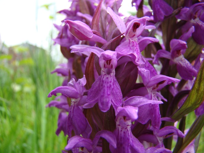 Dactylorhiza 2.jpg