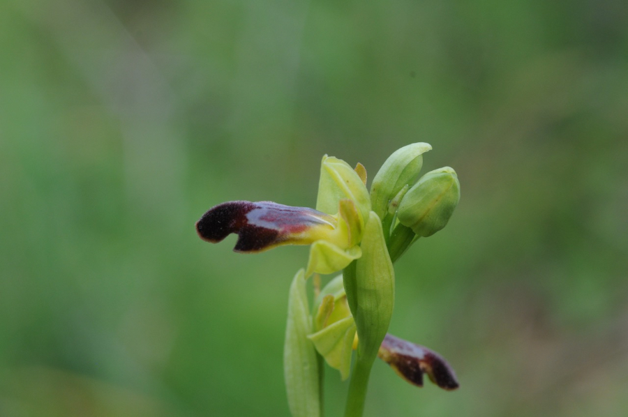 algarvensis x fusca?1