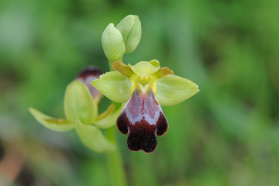 algarvensis x fusca?