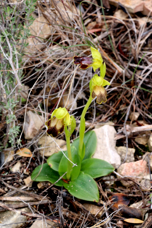 Ophrys lucentina Orcheta Spanje 5 maart 2018.JPG