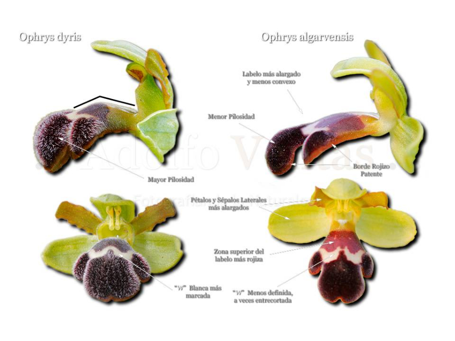 Dyris vs algarvensis.jpg