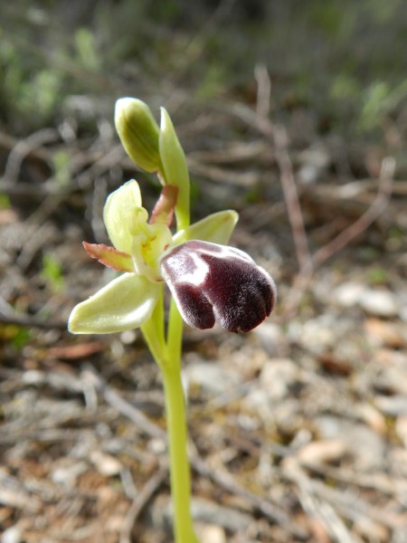 DSCN1403 (450 x 600).jpg