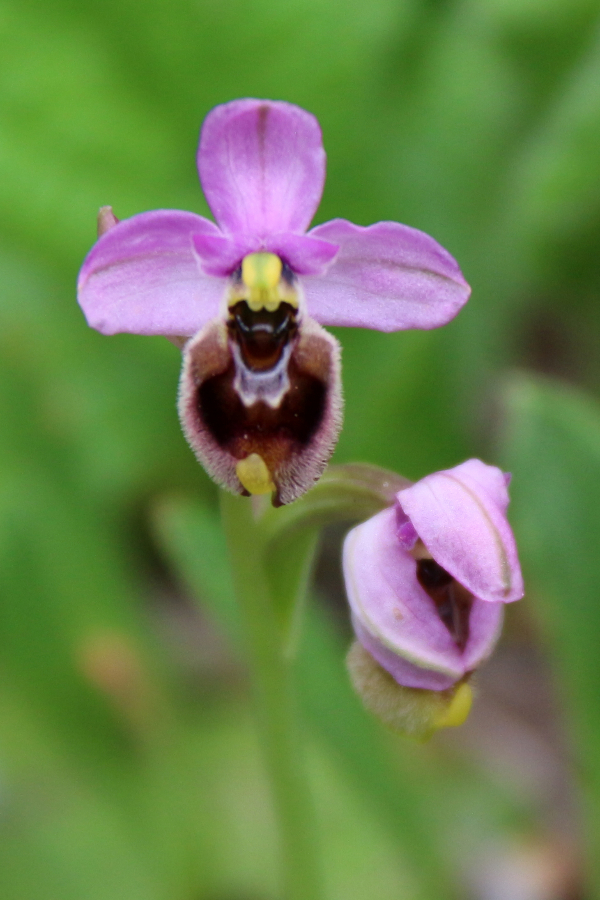 Ophrys apifera Tempio di Antas Sardinië april 10 2018.JPG