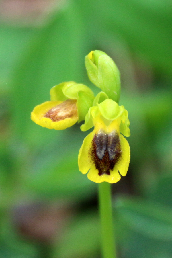 Ophrys lutea subsp Corsica Tempio di Antas Sardinië april 10 2018 (1).JPG