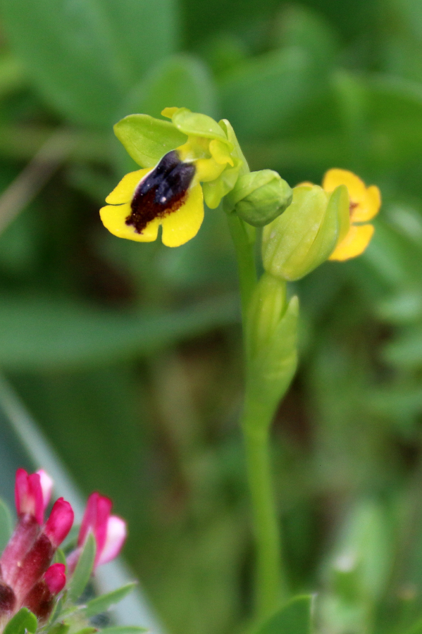 Ophrys lutea subsp Corsica Tempio di Antas Sardinië april 10 2018 (2).JPG