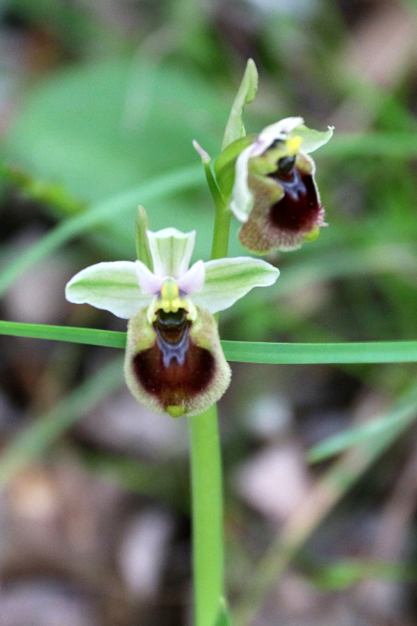 Ophrys normanii Tempio di Antas Sardinië april 10 2018 .JPG