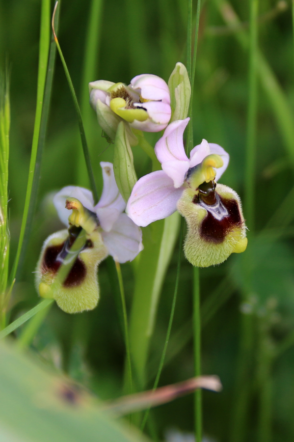 Ophrys tenthredinifera Tempio di Antas Sardinië april 10 2018 (2).JPG