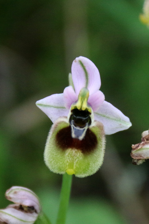 Ophrys tenthredinifera Tempio di Antas Sardinië april 10 2018 (3).JPG