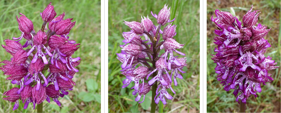 Foto 1 hybride orchis purpurea x orchis militaris.jpg