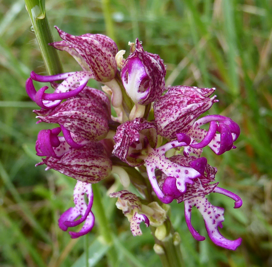 Foto 2 orchis purpurea x orchis simia.JPG