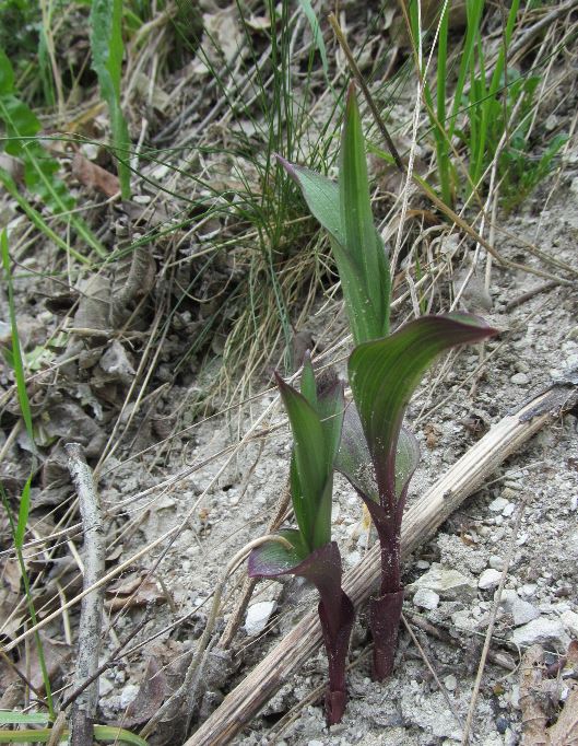 E. atrorubens.JPG
