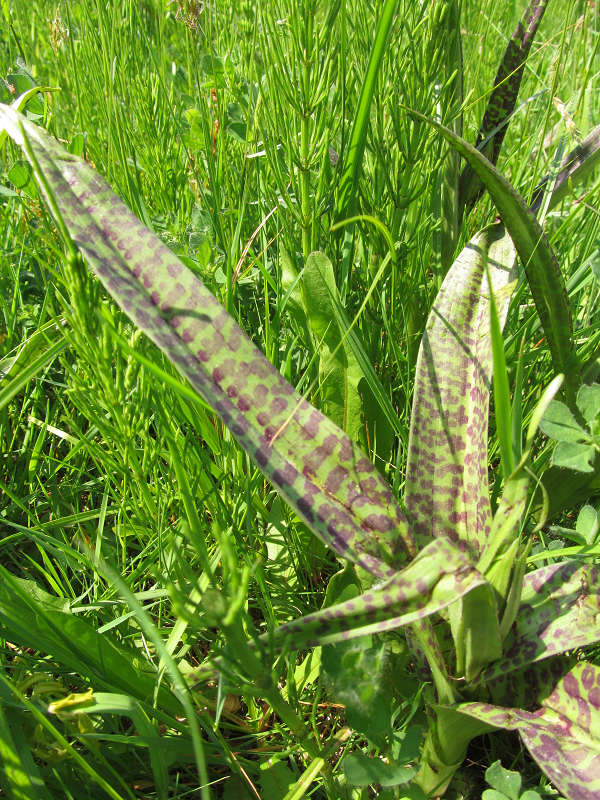 rietorchis gevlektevorm b.png