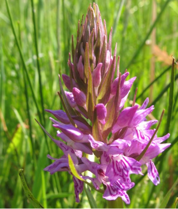 rietorchis gevlekte vorm d.JPG