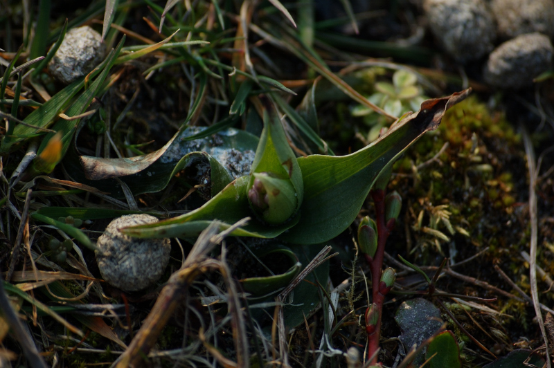 DSC_0153.NEF1.JPG