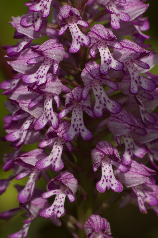 DSC_0190-1.jpg