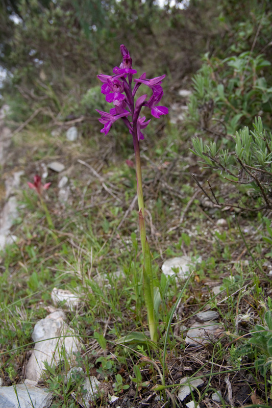 longicornuxpapilionacea-1.jpg