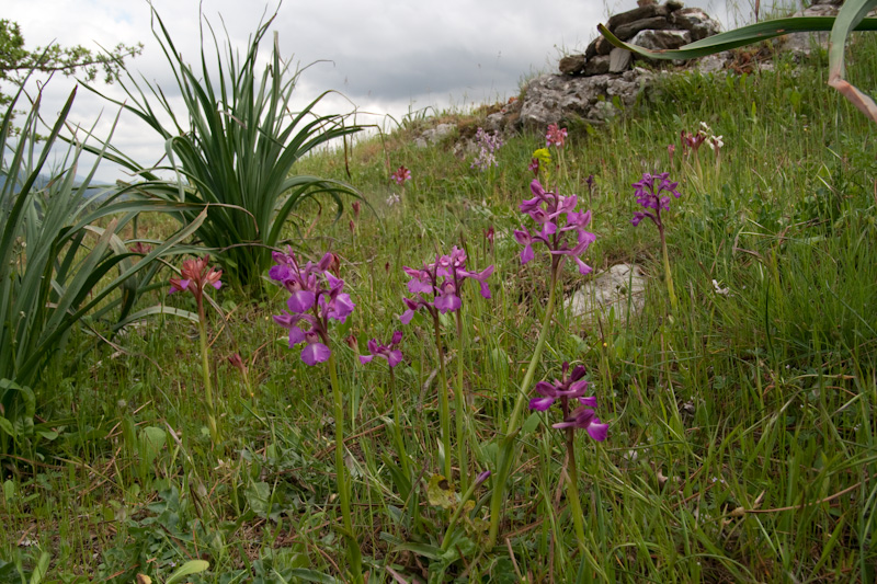 longicornuxpapilionacea-2.jpg
