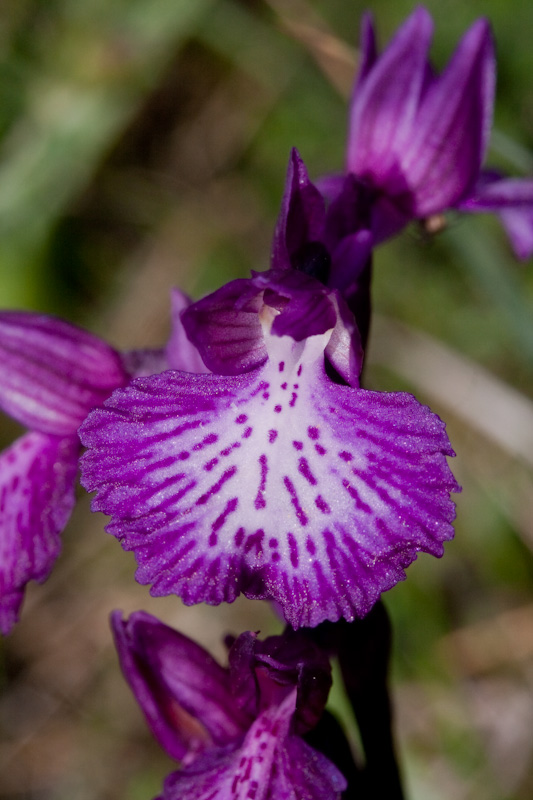 longicornuxpapilionacea-3.jpg