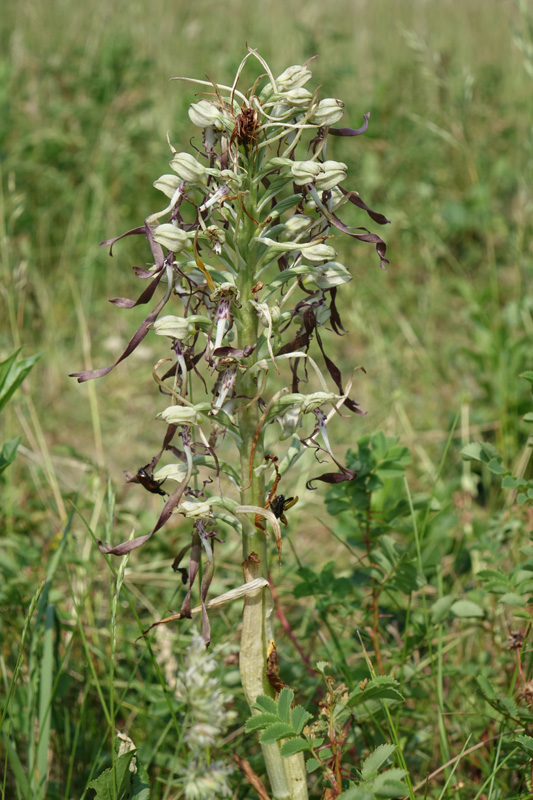 Bloeiende bokkenorchis