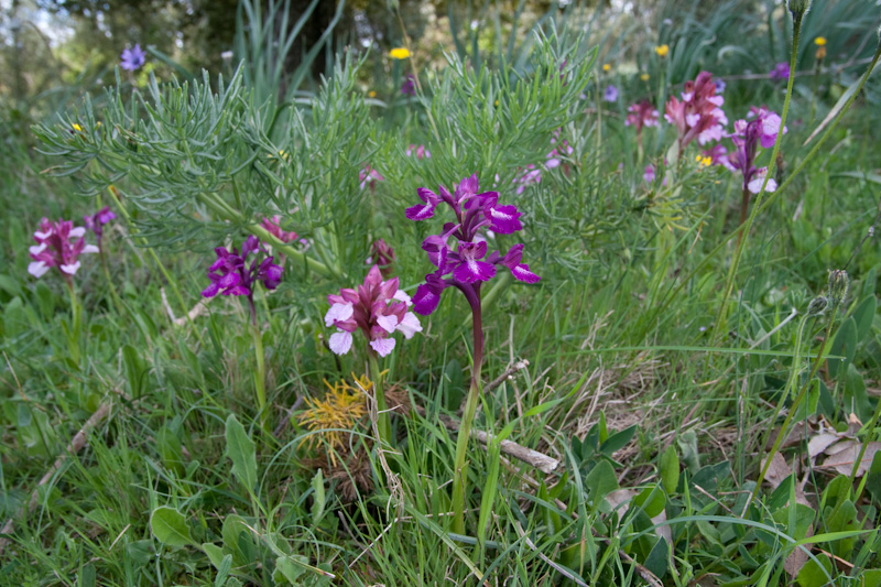 longicornuxpapilionacea-4.jpg