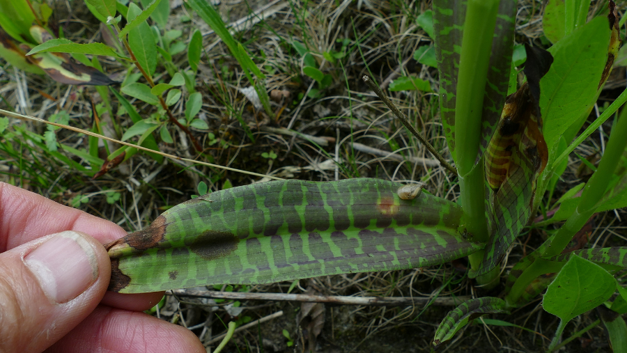 1-P1600273.JPG