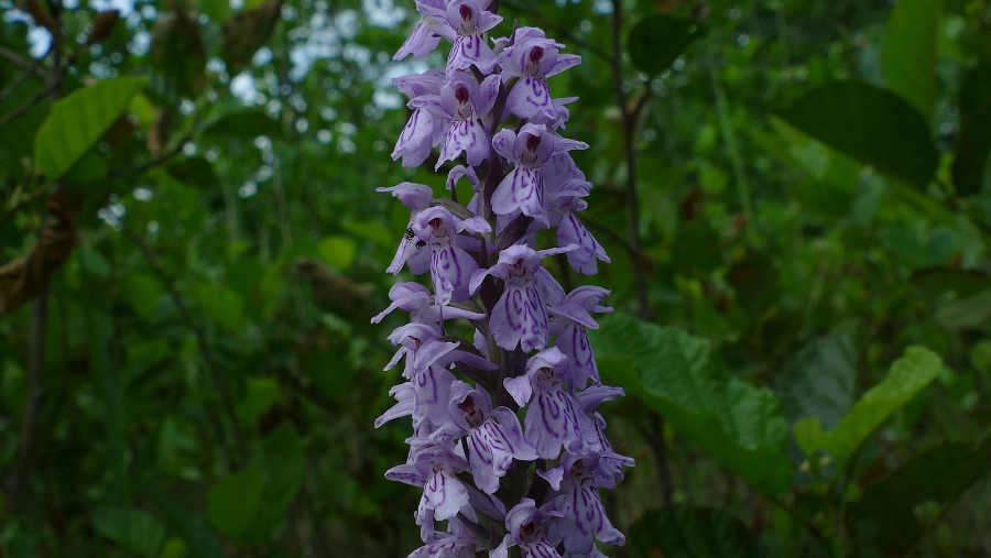 1-P1600317.JPG