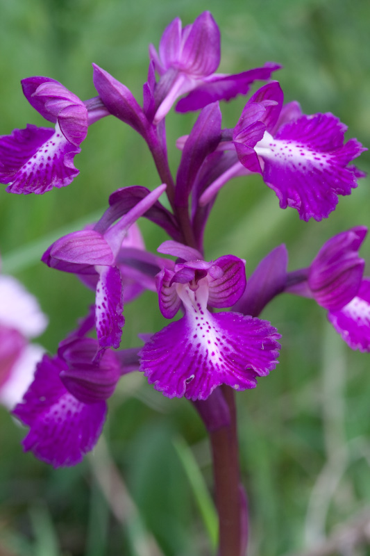 longicornuxpapilionacea-5.jpg