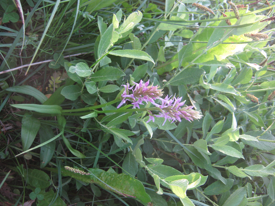 Beeld van de hele plant.