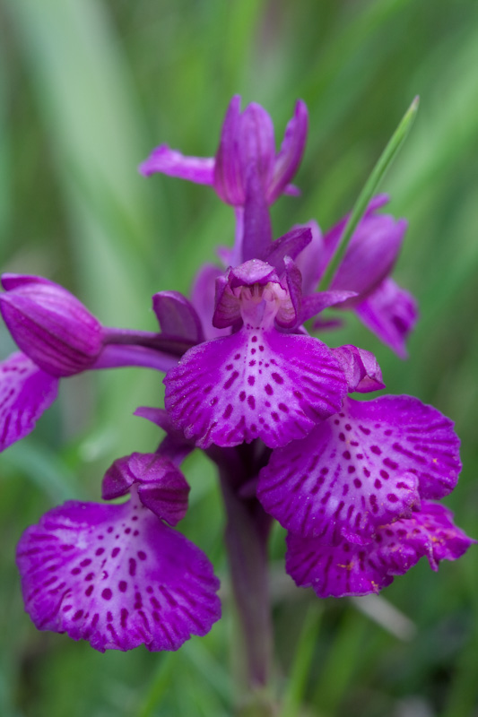 longicornuxpapilionacea-6.jpg