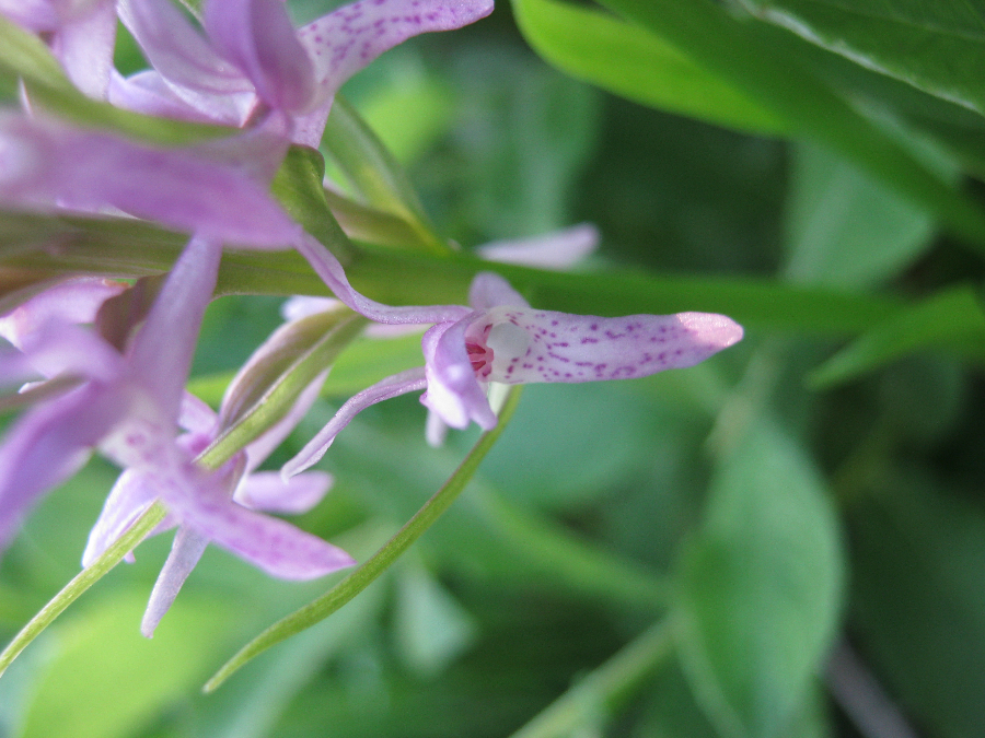 Detail bloem.