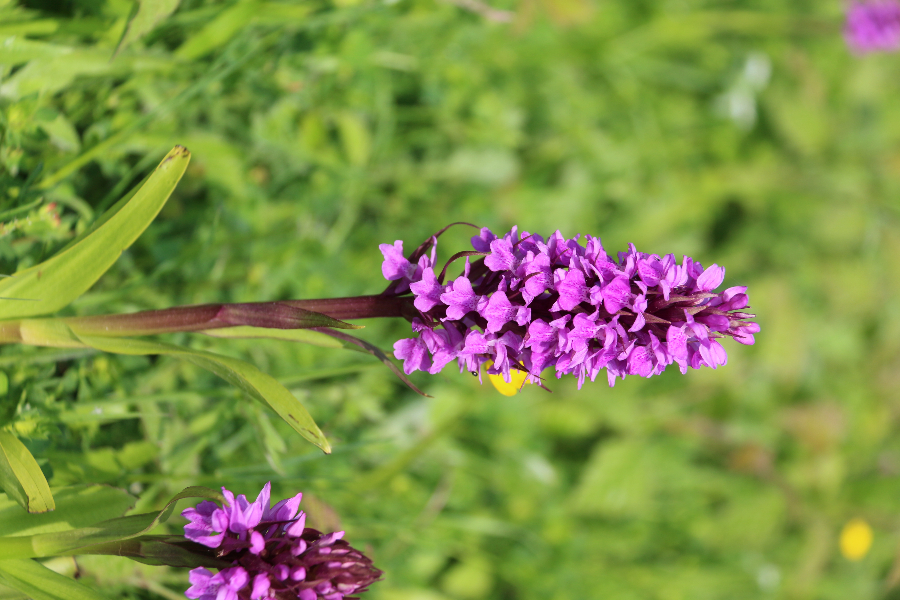 Dactylorhiza praetermissa Rietorchis Heist aan zee België 21 mei 2018 (3) - kopie.JPG