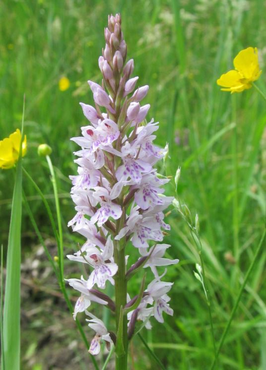 rietorchis of niet.JPG