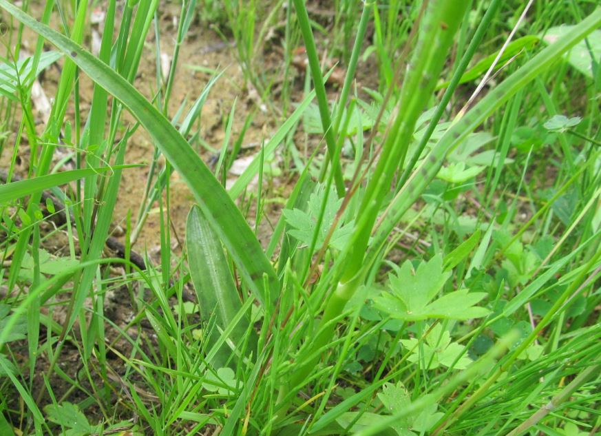 rietorchis of niet blad.JPG