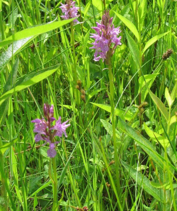 rietorchis met blad.JPG