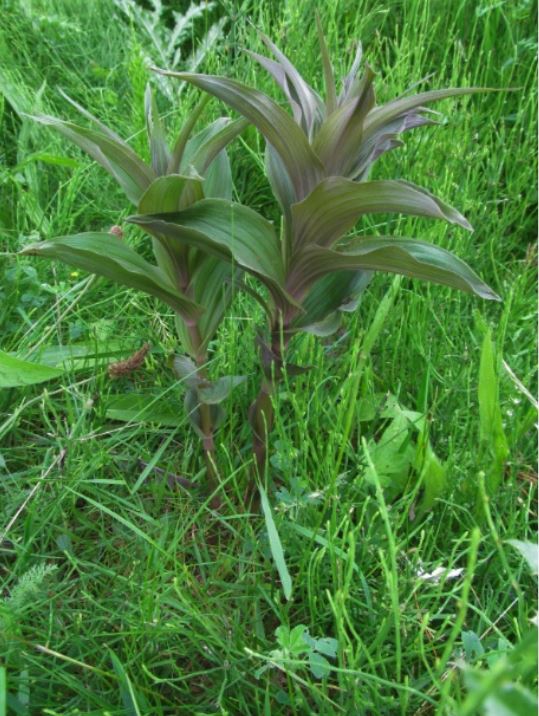 Epipactis hell. brons.jpg