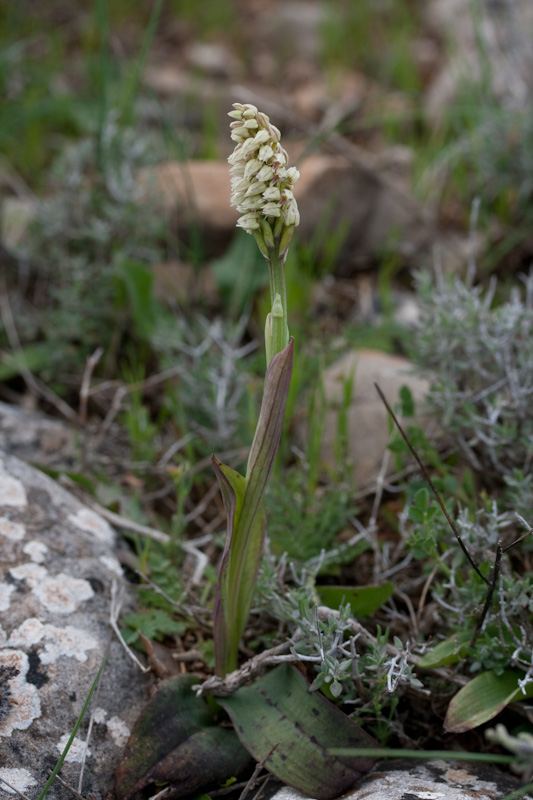 neotinea-1.jpg