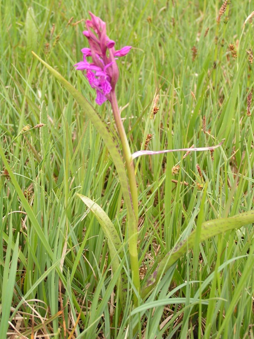 majalis x incarnata 1.jpg