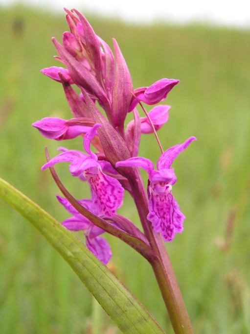 majalis x incarnata 2.jpg