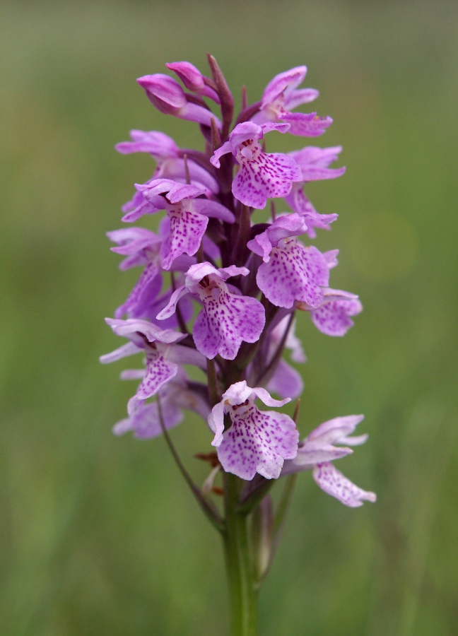 D. praetermissa ssp. pr. KSB HV 14-06-18 (8).jpg