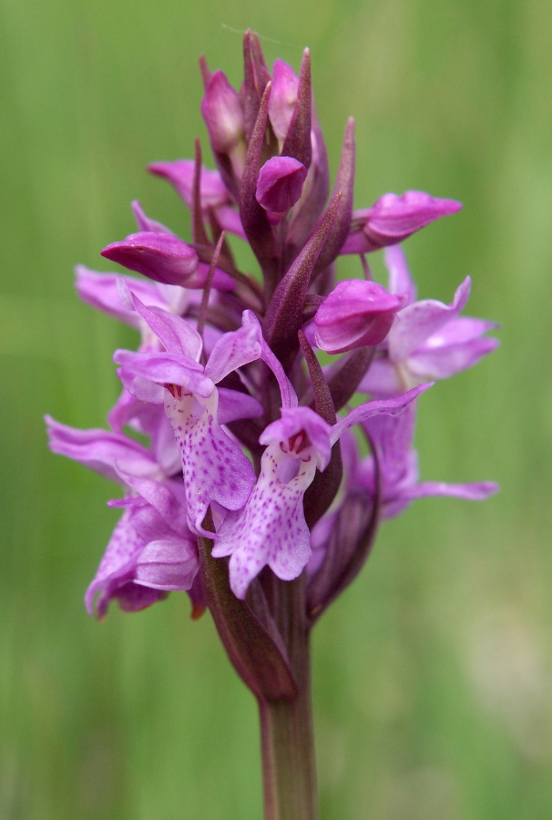 D. praetermissa ssp. pr. KSB HV 14-06-18 (13).jpg