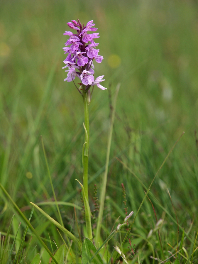 D. praetermissa ssp. pr. KSB HV 14-06-18 (9).jpg